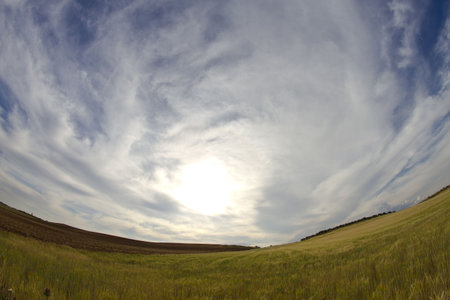 Wheat field, harvest. Golden field and blue sky.の写真素材