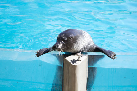 Beautiful sea lion in a natural environmentの写真素材
