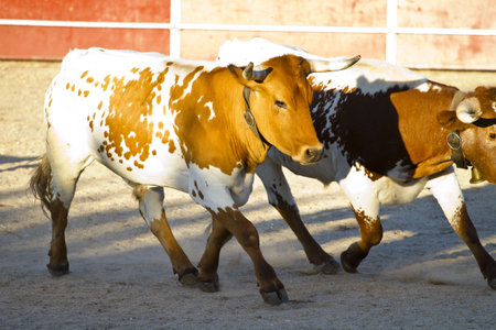Fighting bull picture from Spain. Brown bull