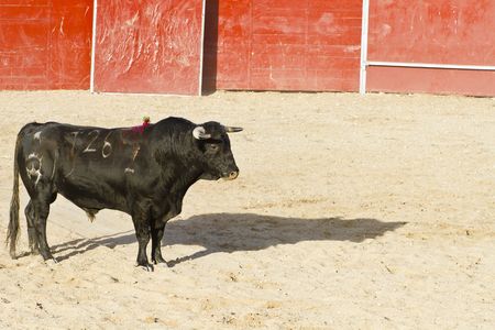 Spanish bull. Bullfight. Animal of great strength and nobilityの写真素材