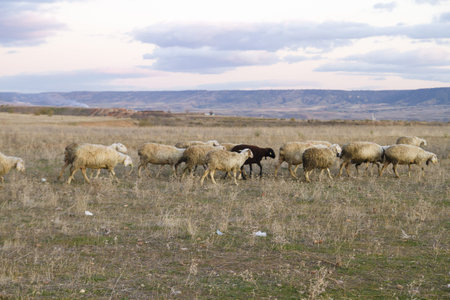 Field with sheeps at sunset