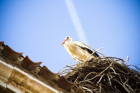 storcks in their nestの写真素材