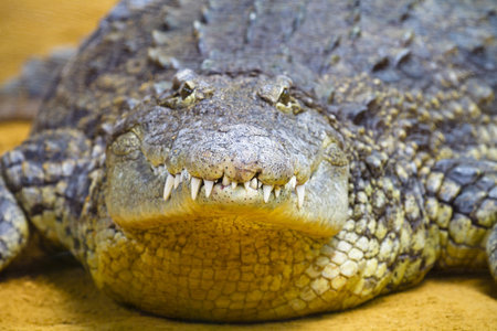 Alligators resting On The Sand
