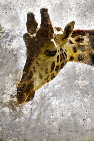 Artistic portrait with textured background, giraffe headの写真素材