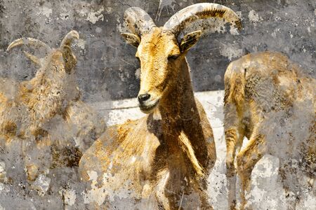 Ibex. Artistic image with background texturesの写真素材