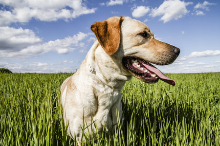 Labrador retriever in wheat field, and summer freedomの写真素材