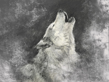 Wolf, handmade illustration on grey backgroundの写真素材