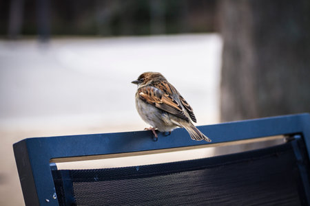 sparrow detail leaning on a chair at a terrace