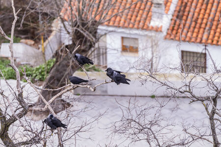 Toledo, imperial city. View from the wall, roof of houseの写真素材