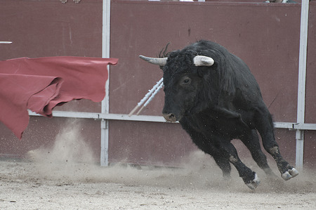 Bullfight. Fighting bull picture from Spain. Black bullの写真素材
