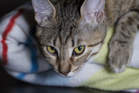 Feline, Adorable common cat hair tabbyの写真素材