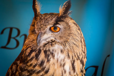 Predator eagle owl in a sample of birds of prey, medieval fair