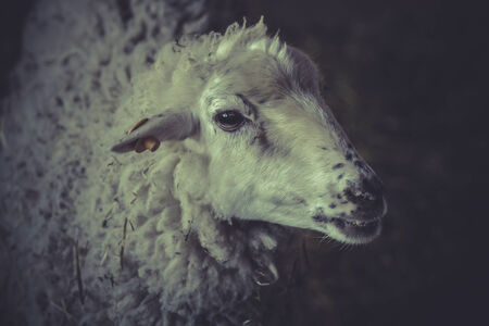 A young sheep , lambの写真素材