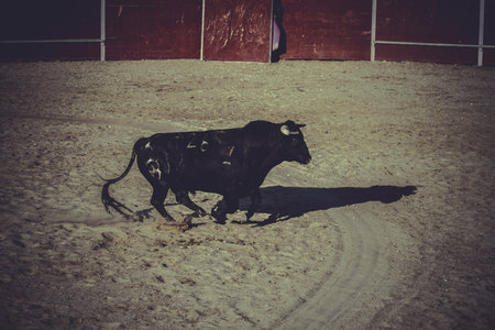 courage, bullfight, traditional Spanish party where a matador fighting a bullの写真素材