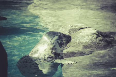 Sea lions resting in waterの写真素材