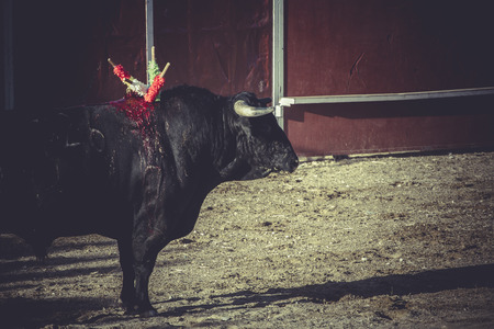 bullfight, traditional Spanish party where a matador fighting a bullの写真素材
