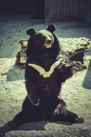 Black bear, salutes, zoo sceneの写真素材