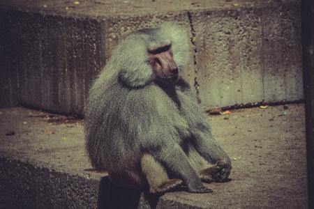 Baboon (Papio hamadryas ursinus), male