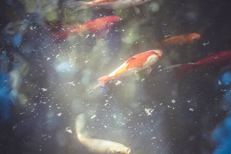 goldfish, group of orange carp in waterの写真素材