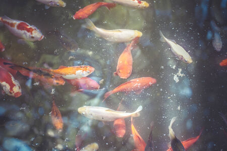 garden, group of orange carp in waterの写真素材