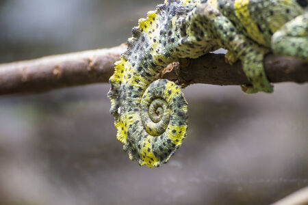 chameleon uploaded to a branch with beautiful green colorsの写真素材