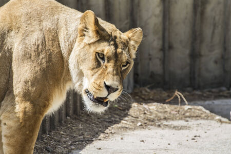 Mother, Powerful lioness resting, wildlife mammal withbrown furの写真素材