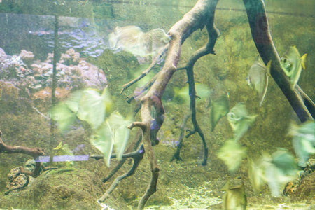 Aquatic, seabed with fish and coral reefの写真素材