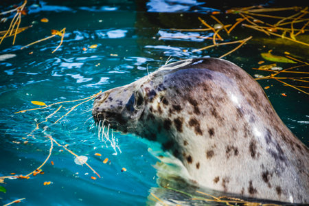 seal resting in the sun in the waterの写真素材