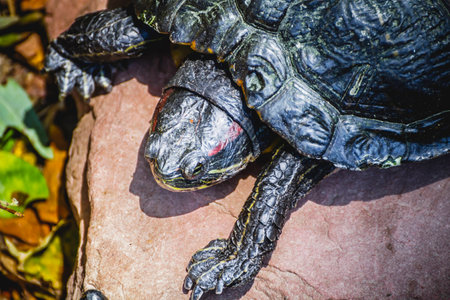 fauna, tortoise resting in the sunの写真素材