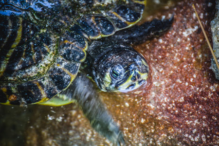 tortoise resting in the sun
