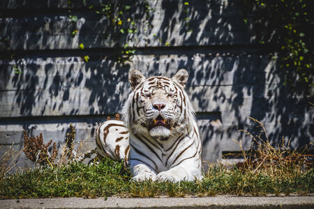 beautiful and powerful white tiger resting in the sunの写真素材