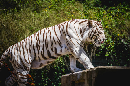 beautiful and powerful white tiger resting in the sunの写真素材