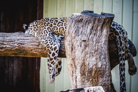 beautiful and powerful white leopard resting in the sunの写真素材