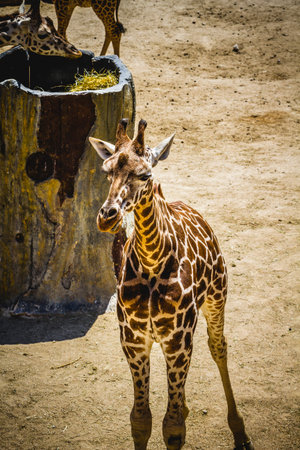 neck, beautiful giraffe in a zoo parkの写真素材