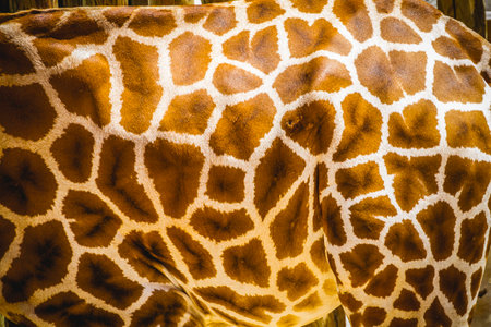 skin detail, beautiful giraffe in a zoo parkの写真素材