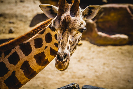 beautiful giraffe in a zoo parkの写真素材