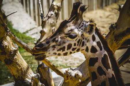 beautiful giraffe in a zoo parkの写真素材