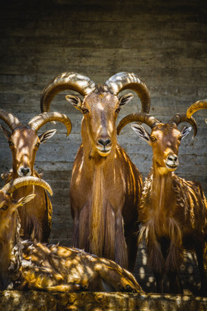 deer, group of mountain goats, Family mammals with large horns