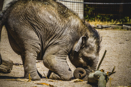 baby elephant playing with a log of woodの写真素材