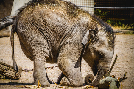 baby elephant playing with a log of wood