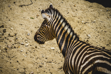 zebra in a zoo park, skin patterned stripesの写真素材