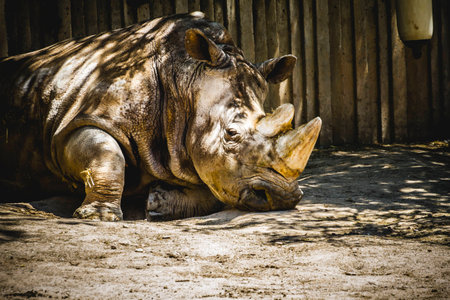 powerful rhino resting in the shadeの写真素材