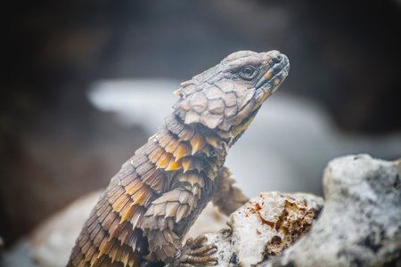 scaly lizard skin resting in the sunの写真素材