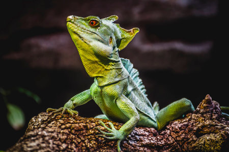 scaly lizard skin resting in the sunの写真素材