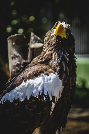Spanish golden eagle in a medieval fair raptorsの写真素材