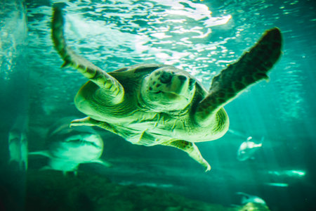 huge turtle swimming under the seaの写真素材