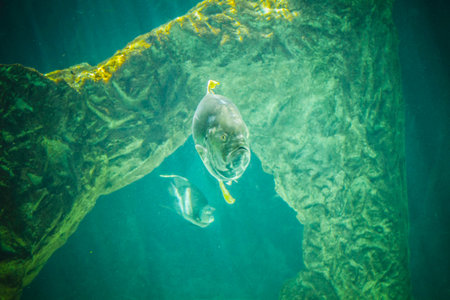 dangerous and huge shark swimming under sea