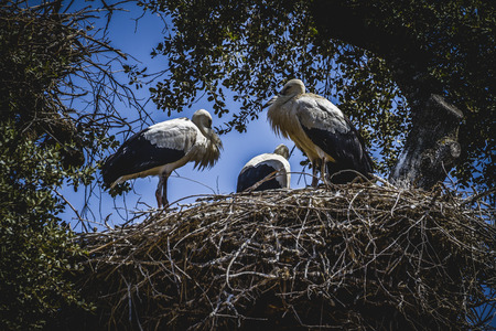 storks nest on a summer afternoonの写真素材