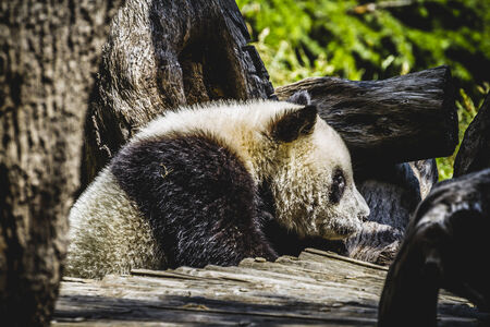 Beautiful breeding panda bear playing in a treeの写真素材
