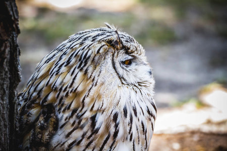 Spanish owl in a medieval fair raptorsの写真素材